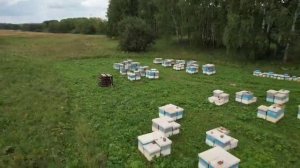 Опыление пчелами гречки.