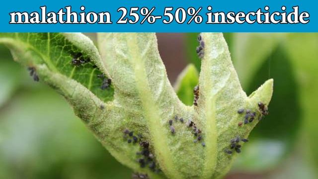 malathion 50%ec use in Telugu | mites control | by hmr telugu agriculture смотреть онлайн