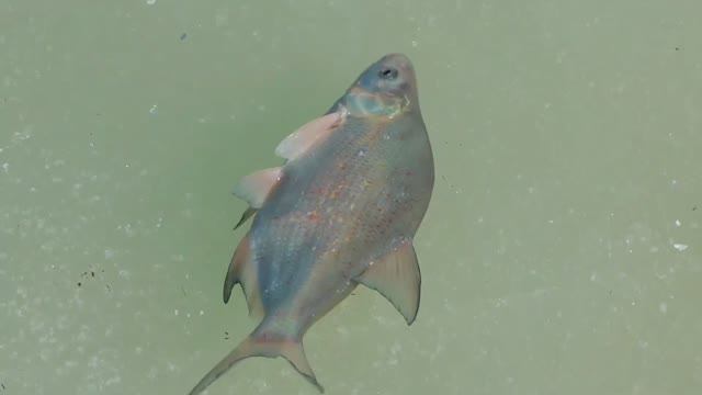 Обь - подледная рыбалка на леща