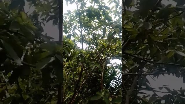 GUAVA TREE