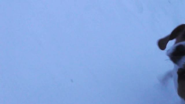 собака посмотрите какая)) смотреть онлайн