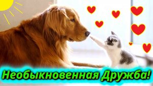 Необычная дружба собака и котенок – лучшие друзья!