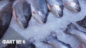 СЕКРЕТЫ рыбы, о которых должен знать КАЖДЫЙ! / Почему ЛОСОСЬ – самая красивая рыба?