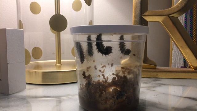 Butterfly lifecycle day 8 & 9… It’s almost chrysalis time! смотреть онлайн