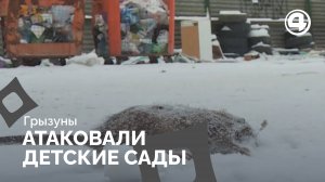 Крысиный двор: грызуны атаковали детские сады и жилые дома