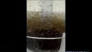 Инкубация икры