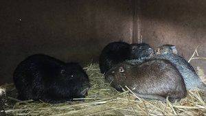 НУТРИИ умеют ОБИЖАТЬСЯ! 8.11.24