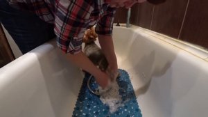 ВЛОГ Женька умница  / Зверотерапия / Кто выиграл краску ? 21 апреля 2019 г.