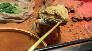 Драконьи деликатесы 2. Кормим бородатую агаму одуванчиками