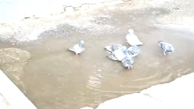 22.04.2015: Голуби моются в луже. Томск +14C. смотреть онлайн