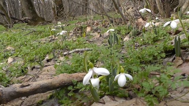Весенний покой (стихотворение В. Гаазова) смотреть онлайн