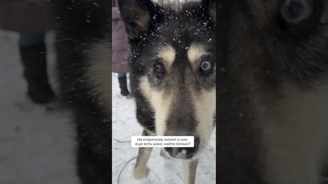 Если вы захотите взять собаку из приюта, обратите внимание на них 🩷 Приют «Щербинка», МСК
