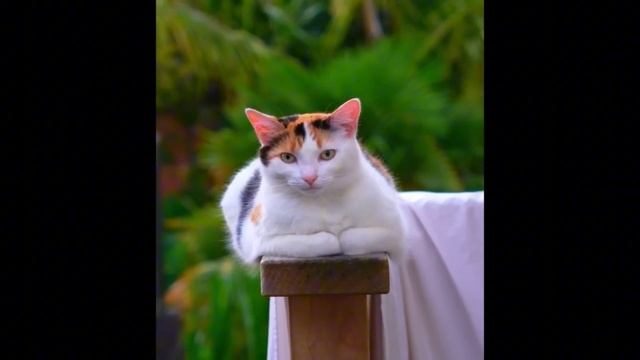 Самые смешные коты: Секреты забавных видео