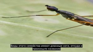 Ходуленожки