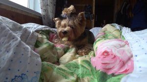 ВЛОГ Погода холодная / Сонное настроение / Лежбище  31 мая 2018 г.