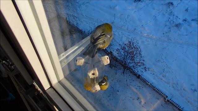 Птички кушают смотреть онлайн