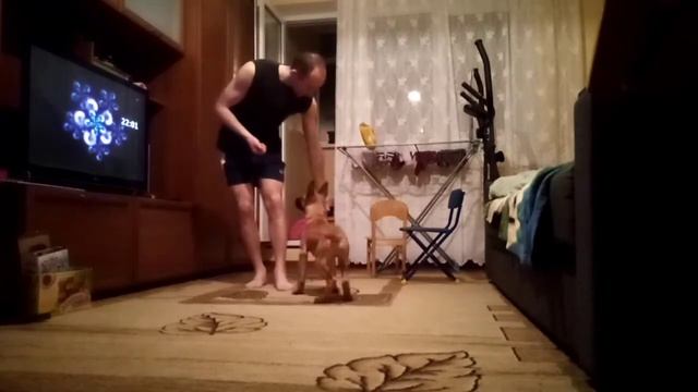 Дрессировка собак. Дрессировка щенка смотреть онлайн