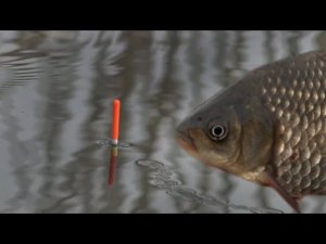 Рыбалка на поплавка в камышах, поклёвки карася, улов рыбы весной 2023