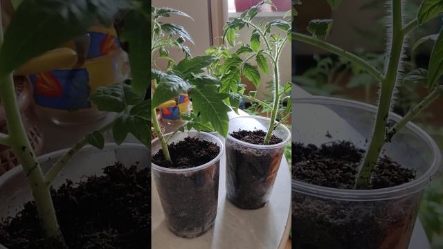 Вот они суровые будни пенсионерки),или дурная голова ногам покоя не даёт!)#рассада #красота #влог #