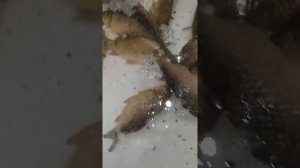 Караси В ванной #аквариум с карасями!