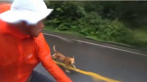 Собака гонится за велосипедистом