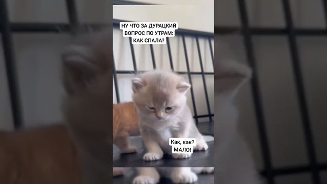 Как спала