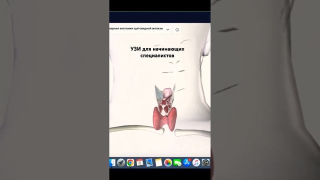 УЗИ щитовидной железы в поперечной плоскости #обучение #3d #узи #ультразвуковаядиагностика