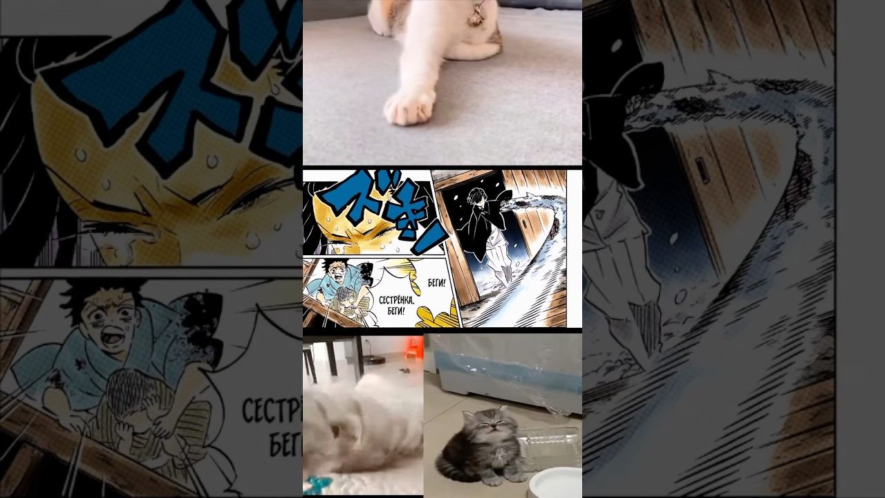 #tanjro #anime #hinokamitanjiro #demonslayer #mitsurikanjori #kimetsunoyaiba #demonslayermitsuri смотреть онлайн