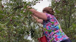 Куда-то Вы на потолок полезли  / По помойкам / Как я черенкую розы и клематисы 21-22 июля 2023 г.