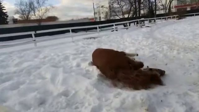 Мася(2)