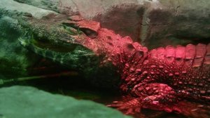 Гладколобый кайман