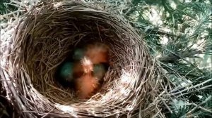 Дрозд рябинник и интересные факты о нем