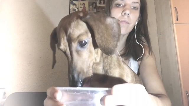 АСМР Поедание Собаки | ACMR Dog Eating