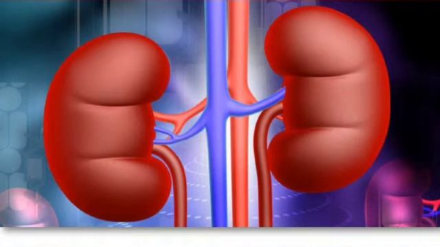 Зәр шығару жүйесі Осипова Э.Х. смотреть онлайн