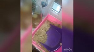 Уборка у моих крыс Лесёнка и у Абрикоски