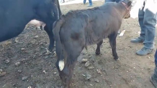 Нархи гови ширте пеш аз Рамазон ва бади инкадар Заминларза Молбозори Душанбе,  22 марта 2023 г.
