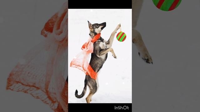 ❤ Пальма ищет дом! 🏡🐕