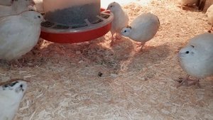 Перепела! Напольное содержание!