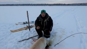 Рыбалка на налима / Очередной трофей пойман / Поставили продольники на новые места