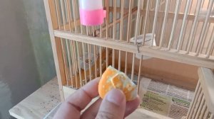 Урагус, не большое наблюдение.