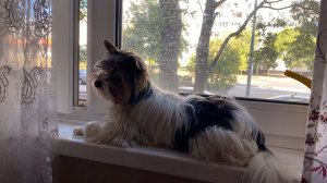 Сегодня я только бабушка / Дыня Египетская подвела 3 сентября 2022 г.