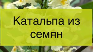 Как прорастить катальпу из семян