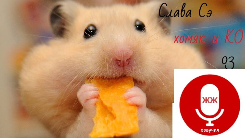 хомяк и Ко рассказ 03 автор Слава Сэ