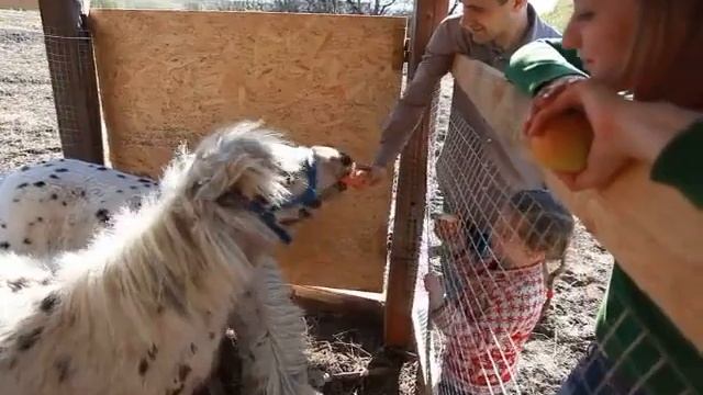 Мини пони цена в Москве, 8(916)702-11-08 смотреть онлайн