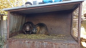 НУТРИИ выломали стенку клетки. ВОТ и ВЫХОДНОЙ! 10.11.24