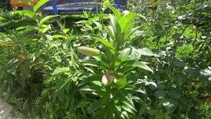 ВЛОГ Новые растения / Розы , хосты и лилии посаженные весной 27 июня 2018 г.