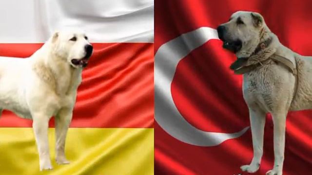 кангал и алабай кангал лучше