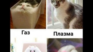 мемасы😺