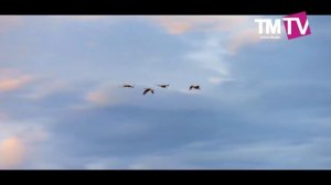 Марсель Фаткуллин - Торналар