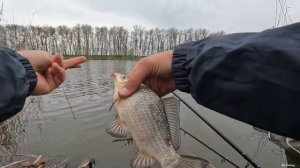 Тут есть и крупные, клёвое место, разведка на фидерную снасть, весна 2023, клёв рыбы